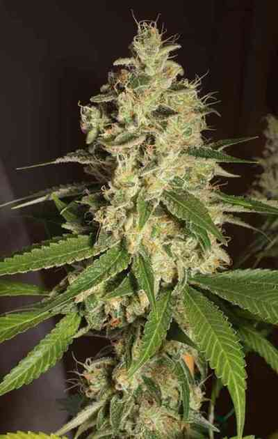 Raspberry Diesel > Humboldt Seed Organization | Feminisierte Hanfsamen  |  Sativa